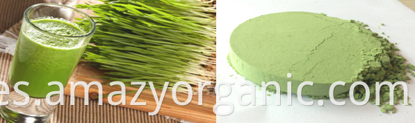 Organic Wheat Grass Juice Powder